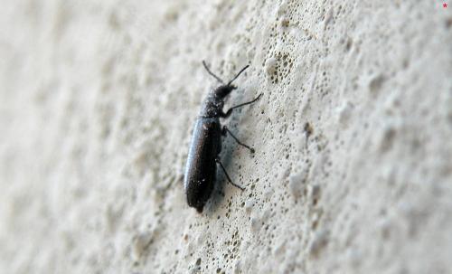 Dasytinae